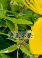 冬夏不坠