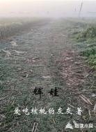辉娃