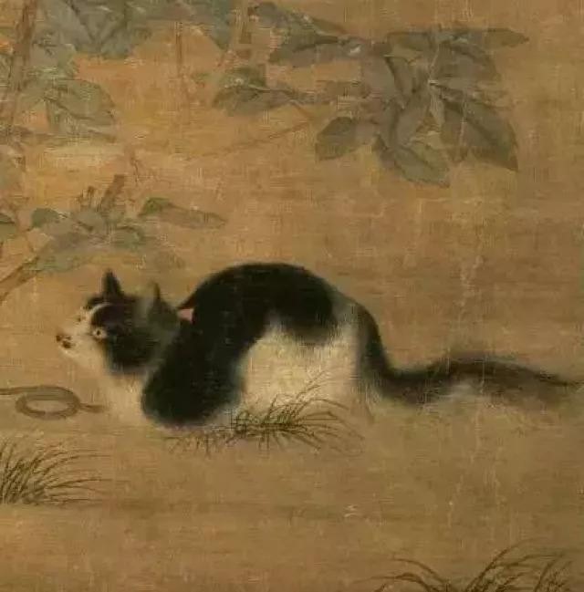 趣闻古人是怎么养猫猫的呢